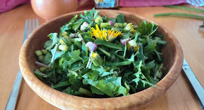 salade plantes sauvages